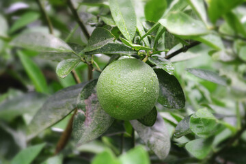 Isolated citron fresh fruit hanging on the tree 