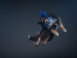 Jumping border collie catches a toy. The movement of the dog in the studio. Sports with an active...