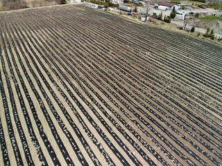 Agricole field with plastics rows 