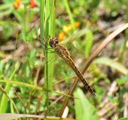 dragonfly on a leaf