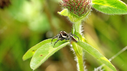 Obraz premium Jumping spider on a leaf in Cotacachi, Ecuador