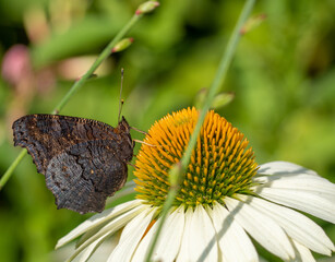 Butterfly on echinacea flower in the garden.