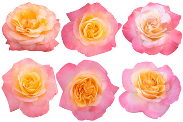Collage of Pink and Orange Rose isolated on the white background. Rose with clipping path.