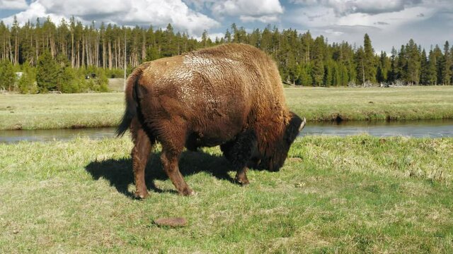 The American bison or buffalo is North American species, powerful brown bull