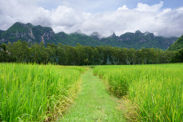 Green rice field