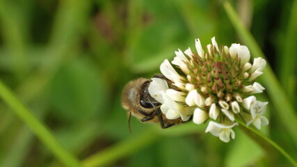 Honey bee on a white clover flower in Cotacachi, Ecuador