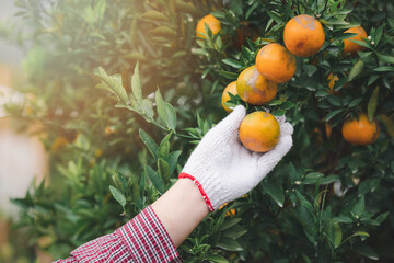 Close up of farmer or gardener hand with glove checking orange on the tree.
