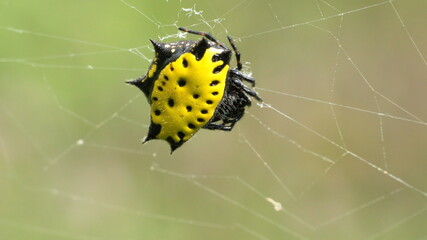 Yellow spiny orb weaver spider in a web in Cotacachi, Ecuador