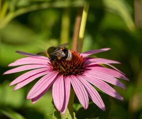 Bee on echinacea flower in the garden.