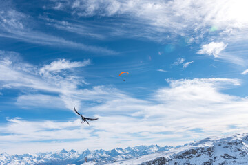 A bird in the foreground and a paraglider flying over the snowy mountains in the Swiss Alps on a sunny day.