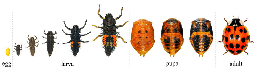 Ladybug (ladybird), Harmonia axyridis (Coleoptera: Coccinellidae). Development stages - egg, larva, pupa, adult. Isolated on a white background 