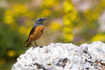 Codirossone (Monticola saxatilis) maschio su roccia in primo piano