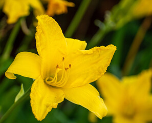 Orange color close up daylily flower. Orange lily.