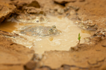 his frog has become popular in pet stores due to its comical flat appearance and intelligent behavior.