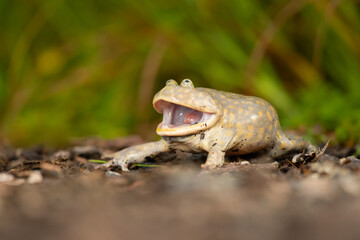 his frog has become popular in pet stores due to its comical flat appearance and intelligent behavior.