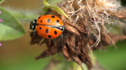 Ladybug on a dead clover flower in Cotacachi, Ecuador