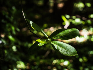 green leaves on a tree