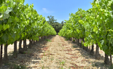 Fototapeta na wymiar field of grape vine in summer with green foliage and grape growing