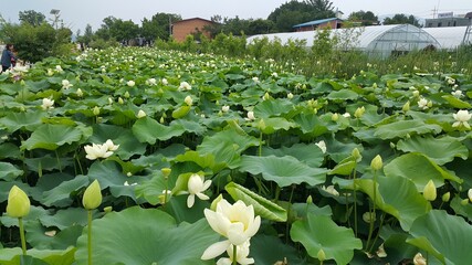 야외 연못의 연꽃