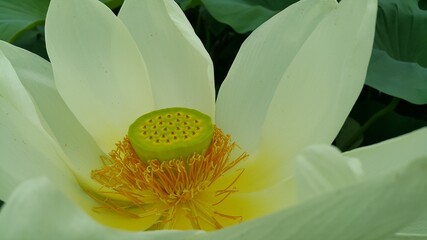 야외 연못의 연꽃