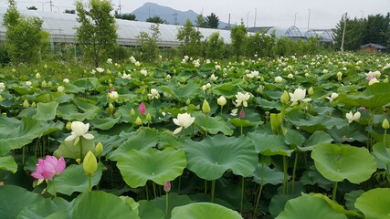 야외 연못의 연꽃