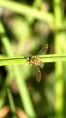 Hoverfly on a blade of grass in a field in Cotacachi, Ecuador