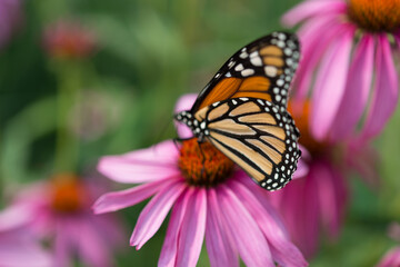 monarch butterfly on an echinacea blossom on a creamy bokeh background - with space for copy or text