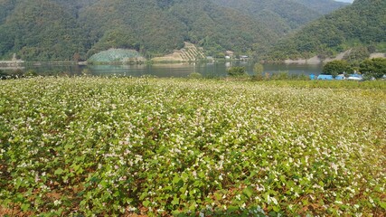 한국의 메밀밭