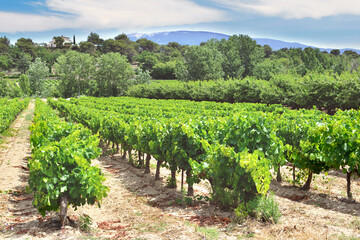 Fototapeta na wymiar field of grape vine in summer growing in Vaucluse france