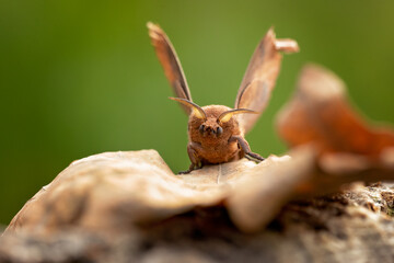 Dendrolimus pini, the pine-tree lappet, is a moth of the family Lasiocampidae.  It is found in most of Europe ranging to eastern Asia. 