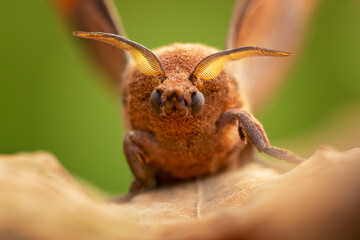 Dendrolimus pini, the pine-tree lappet, is a moth of the family Lasiocampidae.  It is found in most of Europe ranging to eastern Asia. 