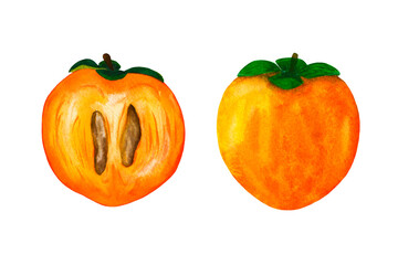 Set of watercolor hand drawn persimmon fruits on white background. Side and sectional views. Each one is separately. Perfect for stationery, tableware, greeting cards, clipart, stickers, labels.