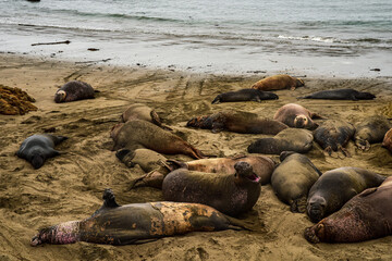 elephant seal with open mouth showing pink color inside amid sleeping herd on sandy shore of Pacific Ocean
