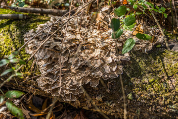 Fungi on a tree log