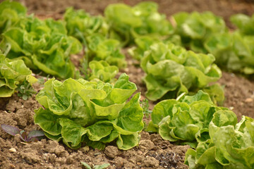 Salat im Garten anbauen