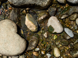 river stones texture with some green algae