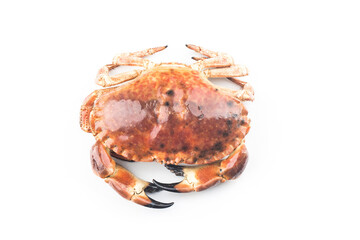 Cooked brown crab or edible crab isolated on the white background.
