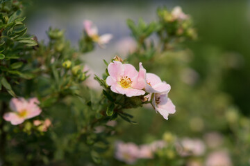 pink flowers in the garden