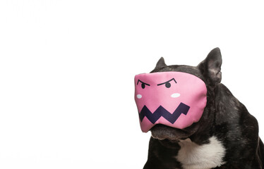 image of dog mask white background 