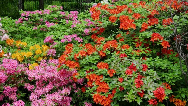 Variety of Rhododendron flowers in the garden, 4k video