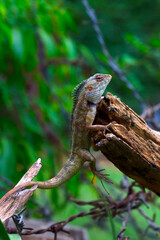 The oriental garden lizard, eastern garden lizard, Indian garden lizard, common garden lizard, bloodsucker, or changeable lizard resting on plant