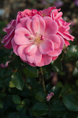 multiple pink roses at sunset
