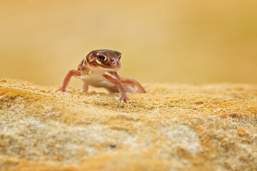 Nephrurus levis, commonly known as the three-lined knob-tailed gecko, smooth knob-tailed gecko, or common knob-tailed gecko, is a native Australian gecko species.