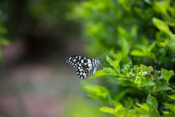 Papilio demoleus is a common and widespread swallowtail butterfly. The butterfly is also known as the lime butterfly,  lemon butterfly, lime swallowtail, and chequered swallowtail. 
