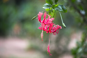 Hibiscus, (genus Hibiscus), genus of numerous species of herbs, shrubs, and trees in the mallow family
 (Malvaceae) that are native to warm temperate and tropical regions. Several are cultivated 
 as 