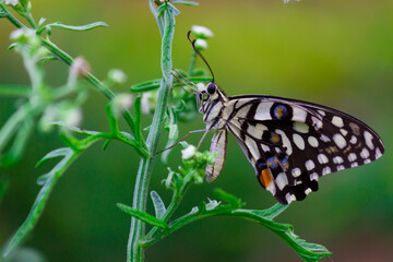 Papilio demoleus is a common and widespread swallowtail butterfly. The butterfly is also known as the lime butterfly,  lemon butterfly, lime swallowtail, and chequered swallowtail. 
