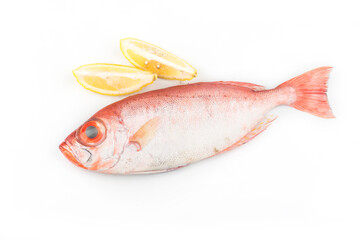Bigeye fish isolated on white background