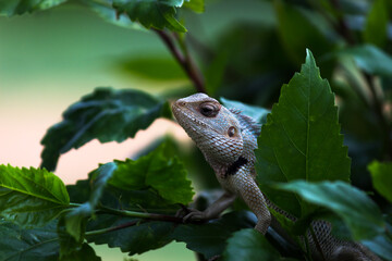 The oriental garden lizard, eastern garden lizard, Indian garden lizard, common garden lizard, bloodsucker, or changeable lizard resting on plant