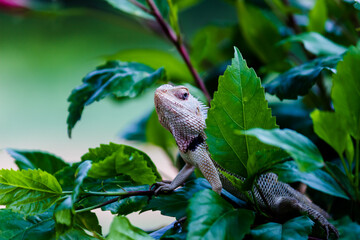 The oriental garden lizard, eastern garden lizard, Indian garden lizard, common garden lizard,...