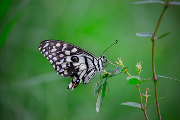 Papilio demoleus is a common and widespread swallowtail butterfly. The butterfly is also known as the lime butterfly,  lemon butterfly, lime swallowtail, and chequered swallowtail. 
